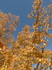 California-Fall2010 587